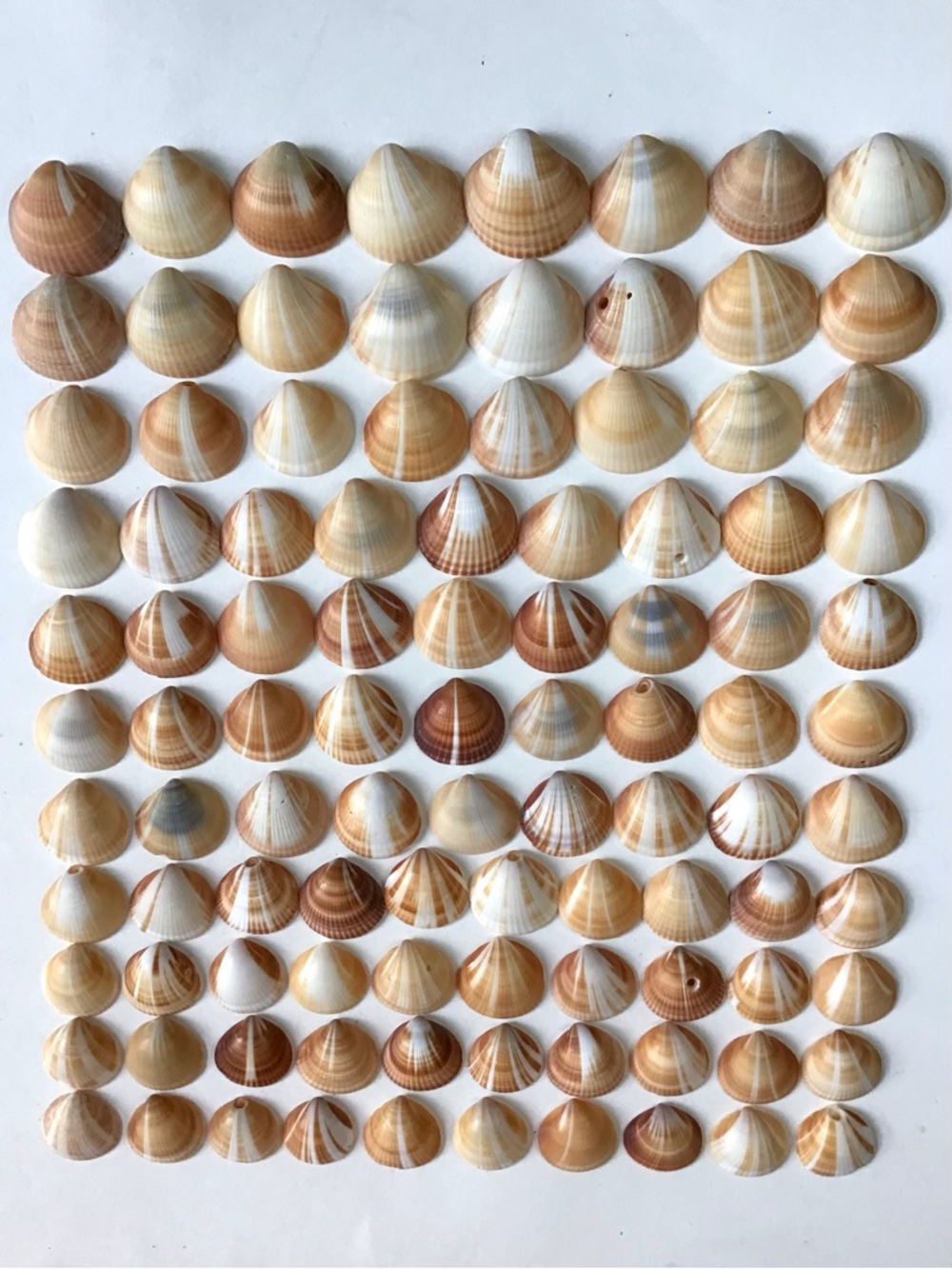 Seashells 100 Spectral Bittersweet Clam Shells 7/8” to 1-3/8” Beach Crafts Decor - Picture 2 of 7